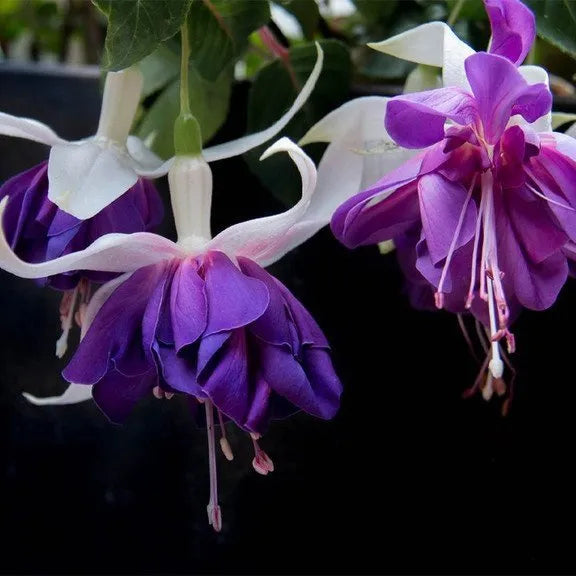 Hängende Glocken-Begonienblumensamen - verschiedene Farben erhältlich