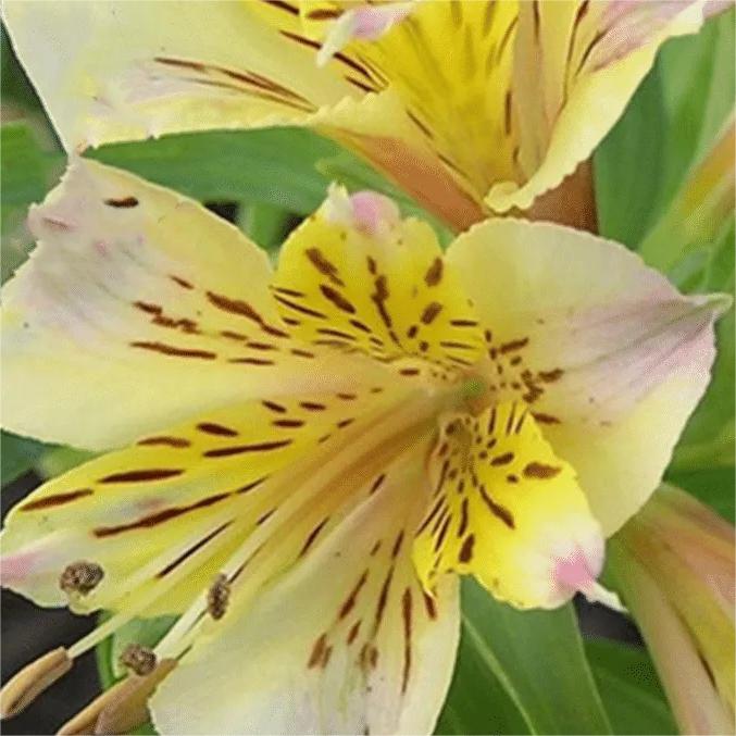 Alstroemeria Aurea Blumensamen