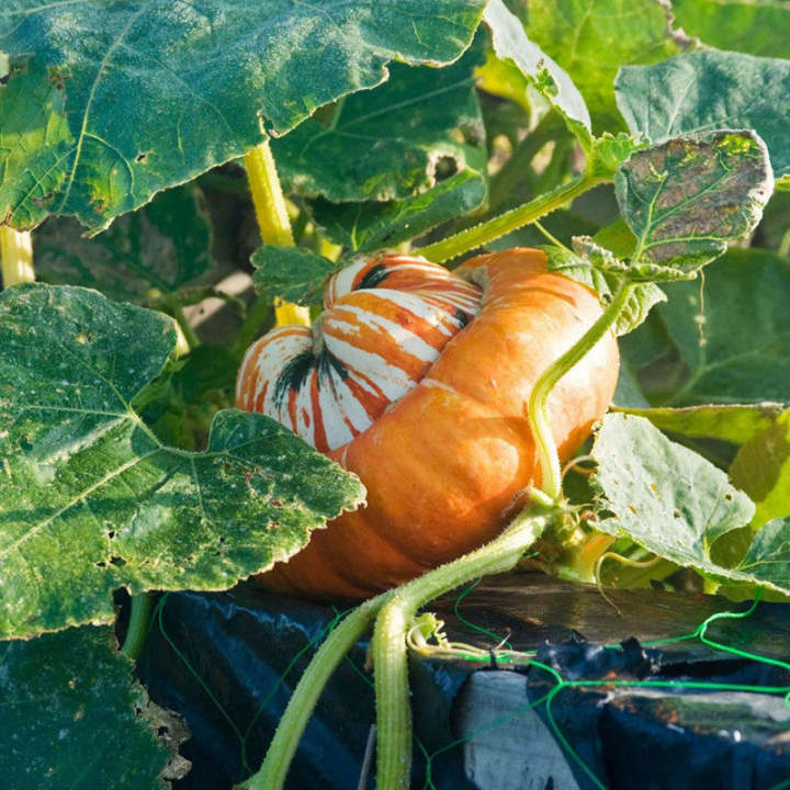 Türkenmützen-Kürbissamen - Verleihen Sie Ihrem Garten einen Hauch von Exotik! 🎃🧡