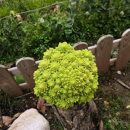 🌱🌱Erbstück-Blumenkohl mit Brokkoli ''Romanesco Precoce'' ~50/100 Samen💥