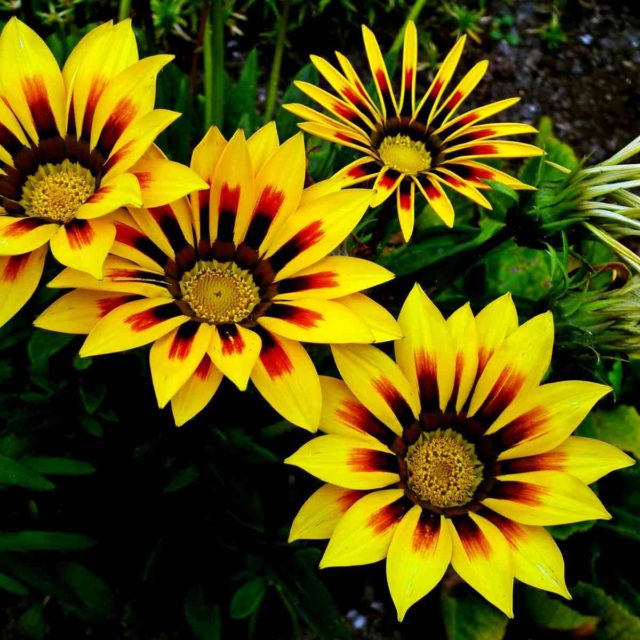 Afrikanische Gänseblümchen – Gazania 50 Samen