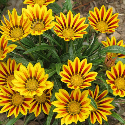 Afrikanische Gänseblümchen – Gazania 50 Samen