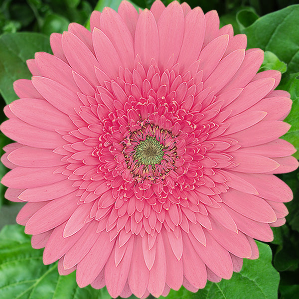 Rosa gefüllte Gerbera-Chrysanthemensamen, Sonnenblumen