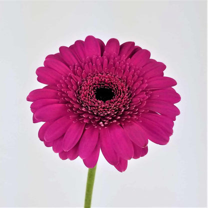 Lila Gerbera-Blumensamen, Sonnenblume