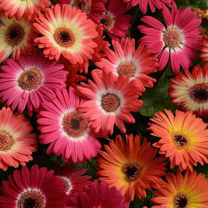 Rosa gefüllte Gerbera-Chrysanthemensamen, Sonnenblumen