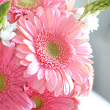 Rosa gefüllte Gerbera-Chrysanthemensamen, Sonnenblumen