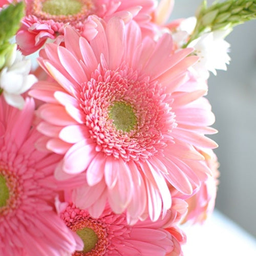 Rosa gefüllte Gerbera-Chrysanthemensamen, Sonnenblumen