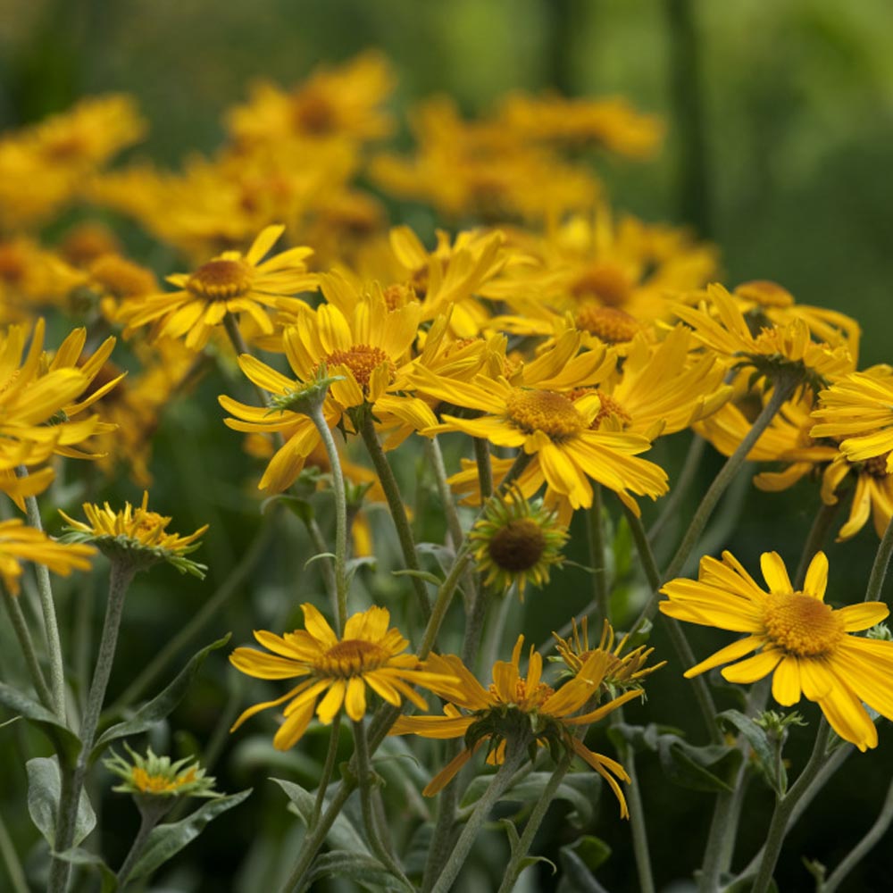 Gelbe Helenium-Sneezeweed-Blumensamen