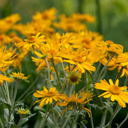 Gelbe Helenium-Sneezeweed-Blumensamen