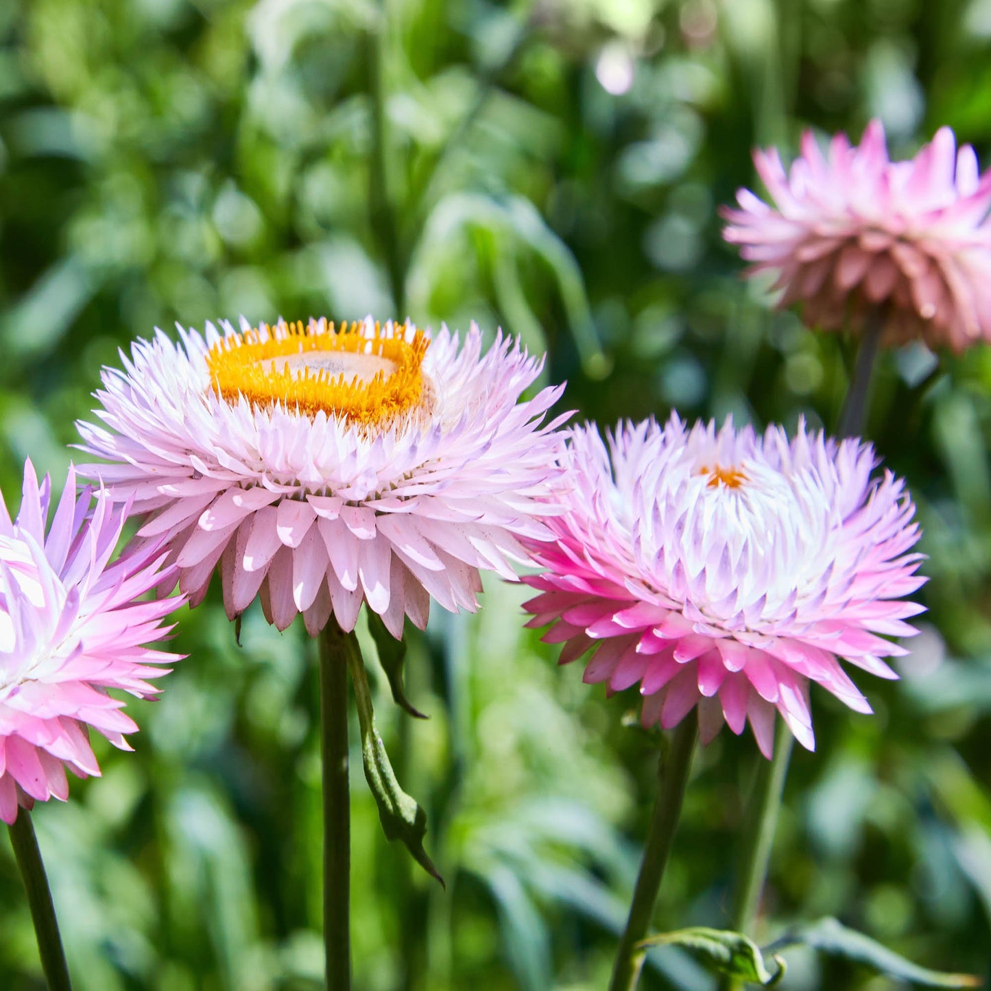 Süße rosa Helichrysum-Strohblumensamen