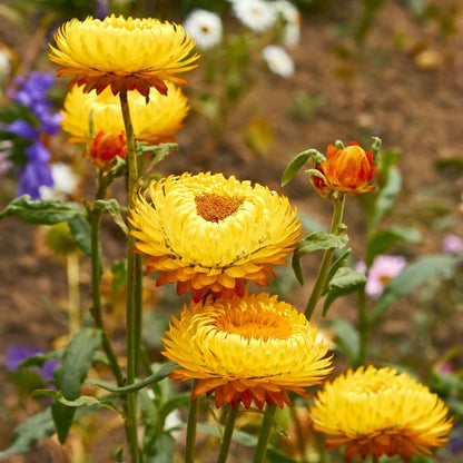 ERDBLUMENSAMEN - GOLDGELB 50 SAMEN