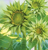 Grüne Sonnenblumen, Sonnenblumensamen