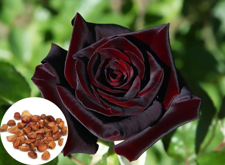 Schwarze Baccara - Wahre Blut-Hybrid-Tee-Rosenblumensamen 🌹🖤