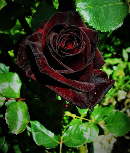 Schwarze Baccara - Wahre Blut-Hybrid-Tee-Rosenblumensamen 🌹🖤