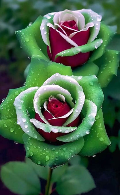 Rubin-Grüne Zwillingsrosen - Ein Funkenmagie im Garten! 🌹💚❤️