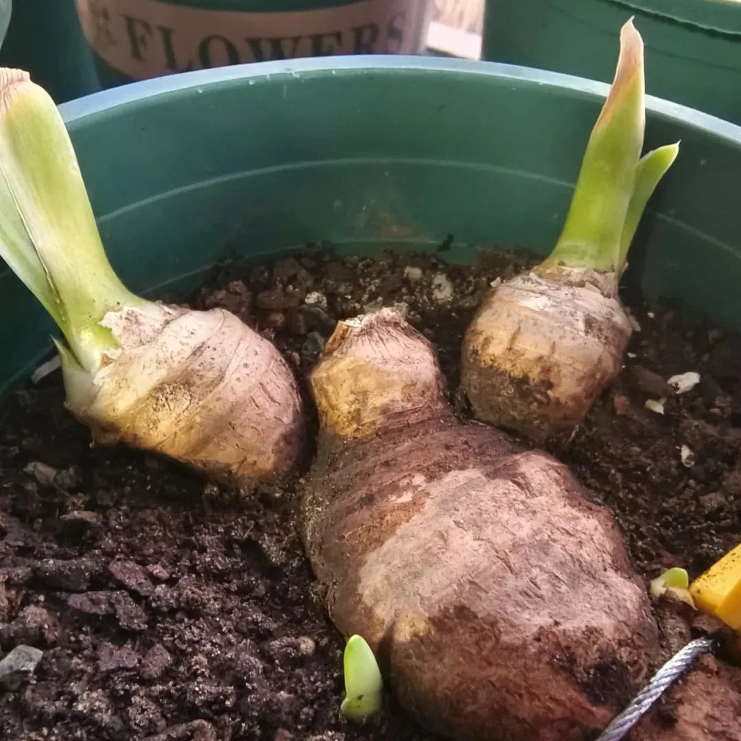 🔥Verschiedene Iris, Erbstück-Iris🌱Blumenzwiebeln Pflanzen