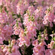 Antirrhinum Twinny Rose F1 Samen 🌸