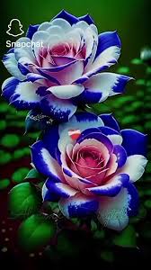 🌹💙 Lila-blaue Rosen Samen 💙🌹