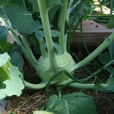 Kohlrabi Korist Samen - Ein Knackiger und Geschmacksintensiver Kohlrabi für Ihren Garten! 🌱🥦