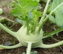 Kohlrabi Korist Samen - Ein Knackiger und Geschmacksintensiver Kohlrabi für Ihren Garten! 🌱🥦