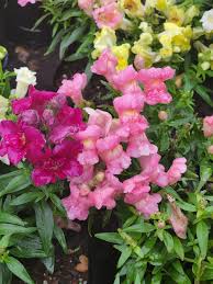 Antirrhinum Twinny Rose F1 Samen 🌸