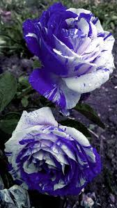 🌹💙 Lila-blaue Rosen Samen 💙🌹