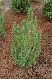 ROSEMARY HERB SEEDS - Duftende, mehrjährige Ergänzung für Ihren Kräutergarten!