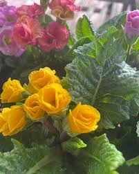 Gelbe Rose Primula Samen 🌻