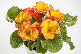 Gelbe Rose Primula Samen 🌻