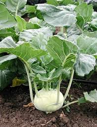 Kohlrabi Korist Samen - Ein Knackiger und Geschmacksintensiver Kohlrabi für Ihren Garten! 🌱🥦