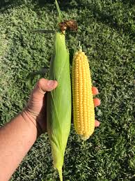 🌱🌱Zuckermais Nighthawk F1 - Eine Mitternachtsfreude in Ihrem Garten! 🌽🌙💥