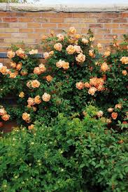 Orangefarbene Kletterrosen-Samen: Erwecken Sie Ihren Garten zum Leben! 🧡🌹