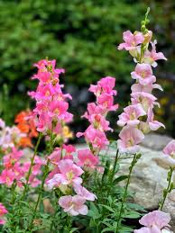 Antirrhinum Twinny Rose F1 Samen 🌸