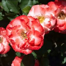 Carmagnole Rosensamen: Ein Hauch von Eleganz und Romantik in Ihrem Garten! 🌹