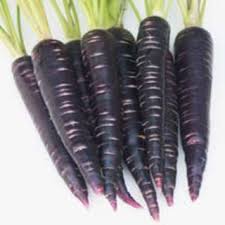 💥Karotte Deep Purple F1 - Eine lebendige Ergänzung für Ihren Gemüsegarten! 🥕🌱💥