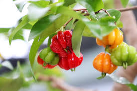 Chinesische Zierpaprika Samen - Eine farbenfrohe Vielfalt für Ihren Garten! 🌶️🎨🌱