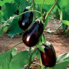 Aubergine Classic F1 - Köstliche Vielfalt für Ihren Gemüsegarten! 💥🍆