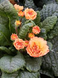 Gelbe Rose Primula Samen 🌻