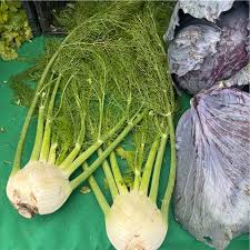 Knollenfenchel (Bulbing Fennel) - Frische Vielfalt für Ihren Garten und Tisch! 🌿🌼💥