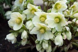 50 Stück Schneeglöckchen Lenzrose Blumensamen - Verwandeln Sie Ihren Garten in ein blühendes Paradies voller Zauber! 🌿🌸