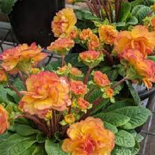 Gelbe Rose Primula Samen 🌻