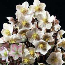 50 Stück Schneeglöckchen Lenzrose Blumensamen - Verwandeln Sie Ihren Garten in ein blühendes Paradies voller Zauber! 🌿🌸