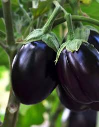 Aubergine Classic F1 - Köstliche Vielfalt für Ihren Gemüsegarten! 💥🍆