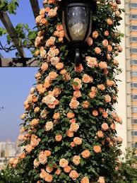 Orangefarbene Kletterrosen-Samen: Erwecken Sie Ihren Garten zum Leben! 🧡🌹