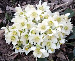 50 Stück Schneeglöckchen Lenzrose Blumensamen - Verwandeln Sie Ihren Garten in ein blühendes Paradies voller Zauber! 🌿🌸