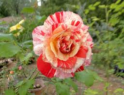 Orangeweiße Rosen Samen - Ein Hauch von Eleganz und Frische 🌹🧡