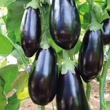 Aubergine Classic F1 - Köstliche Vielfalt für Ihren Gemüsegarten! 💥🍆