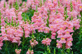 Antirrhinum Twinny Rose F1 Samen 🌸