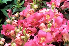 Antirrhinum Twinny Rose F1 Samen 🌸