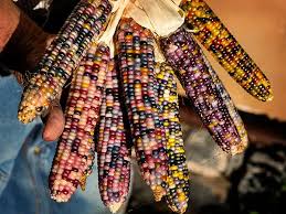 Rainbow Glass Gem Mais Samen - Eine Bunte und Faszinierende Ergänzung für Ihren Garten! 🌽🌈